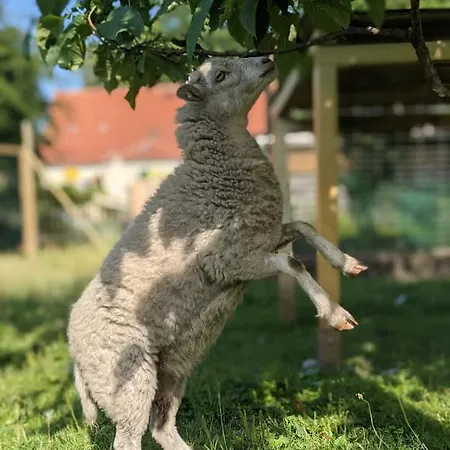 Helenes Ferienwohnung auf dem Bauernhof - Lausitzer Seenland Lauta Exterior foto