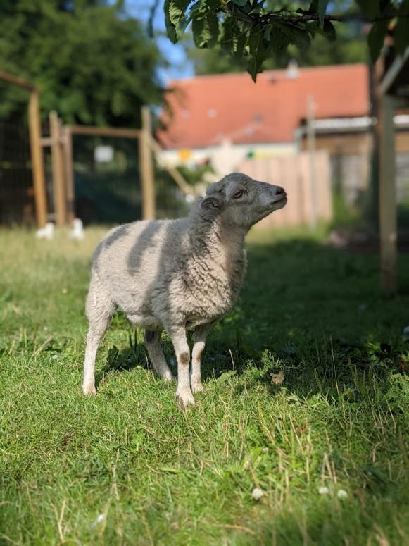 Apartment Helenes Auf Dem Bauernhof - Lausitzer Seenland
