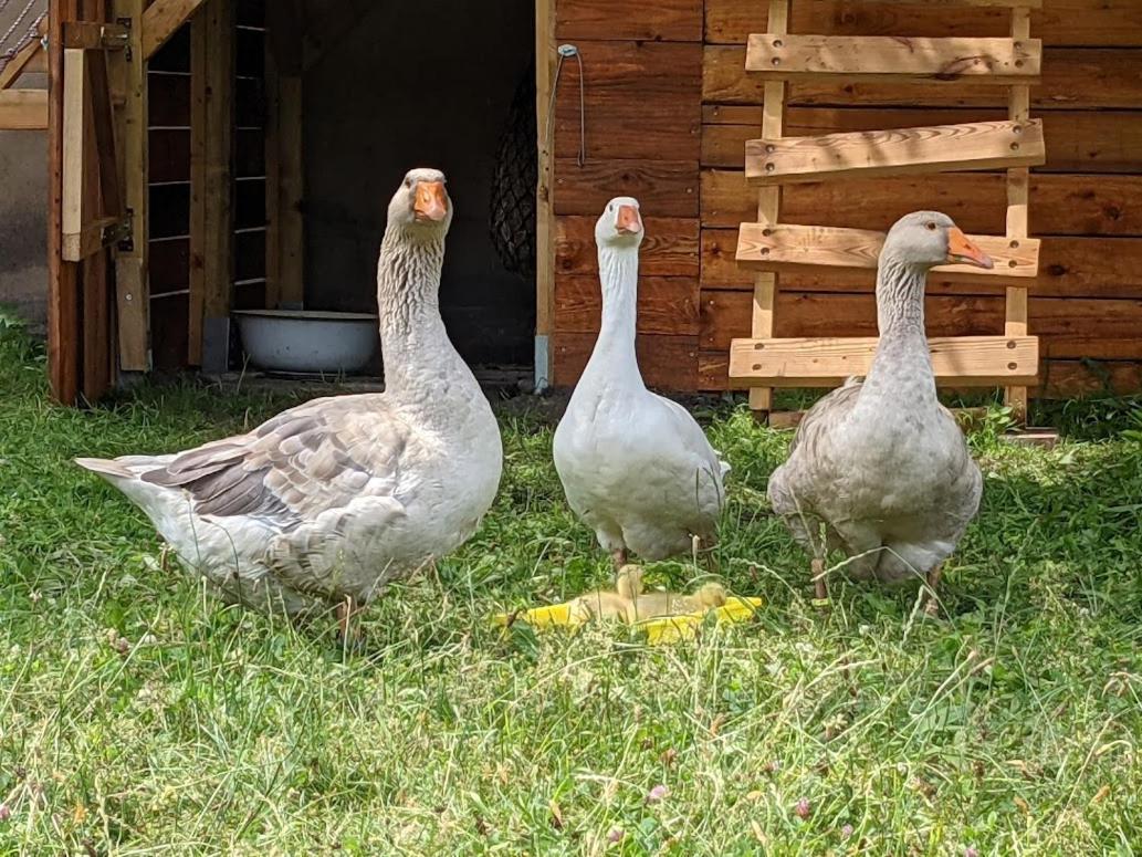 Helenes Auf Dem Bauernhof - Lausitzer Seenland *