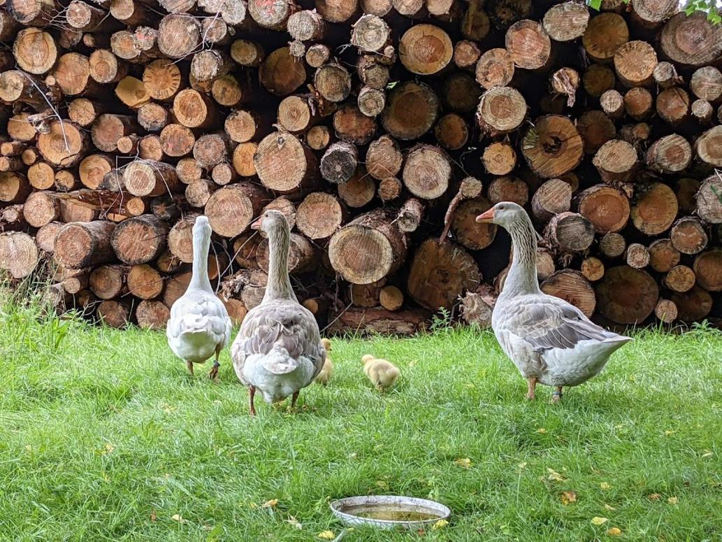 Apartamento Helenes Auf Dem Bauernhof - Lausitzer Seenland Lauta