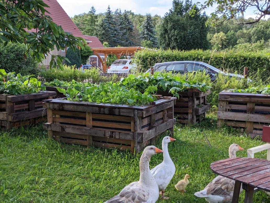 Helenes Auf Dem Bauernhof - Lausitzer Seenland