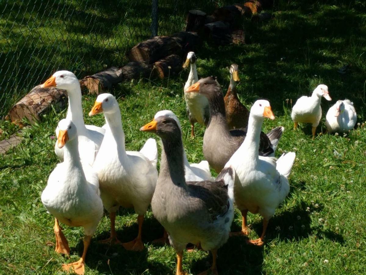 Helenes Auf Dem Bauernhof - Lausitzer Seenland *