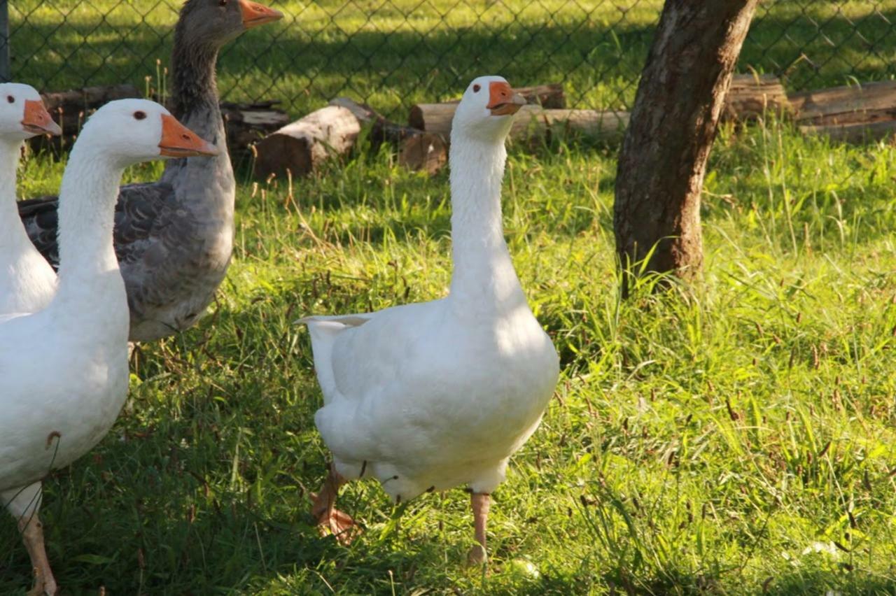 Helenes Auf Dem Bauernhof - Lausitzer Seenland Apartamento *
