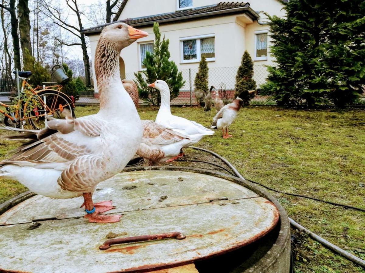 Helenes Auf Dem Bauernhof - Lausitzer Seenland Apartment *